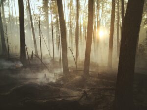 Photo by Landon Parenteau Forest Fire smoke